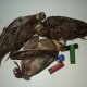 Beccacce abbattute dal nostro amico cacciatore DELL'ANNA Cosimo di Sannicola (LE) con l'ausilio della sua mitica cocker da caccia di nome "VERA".